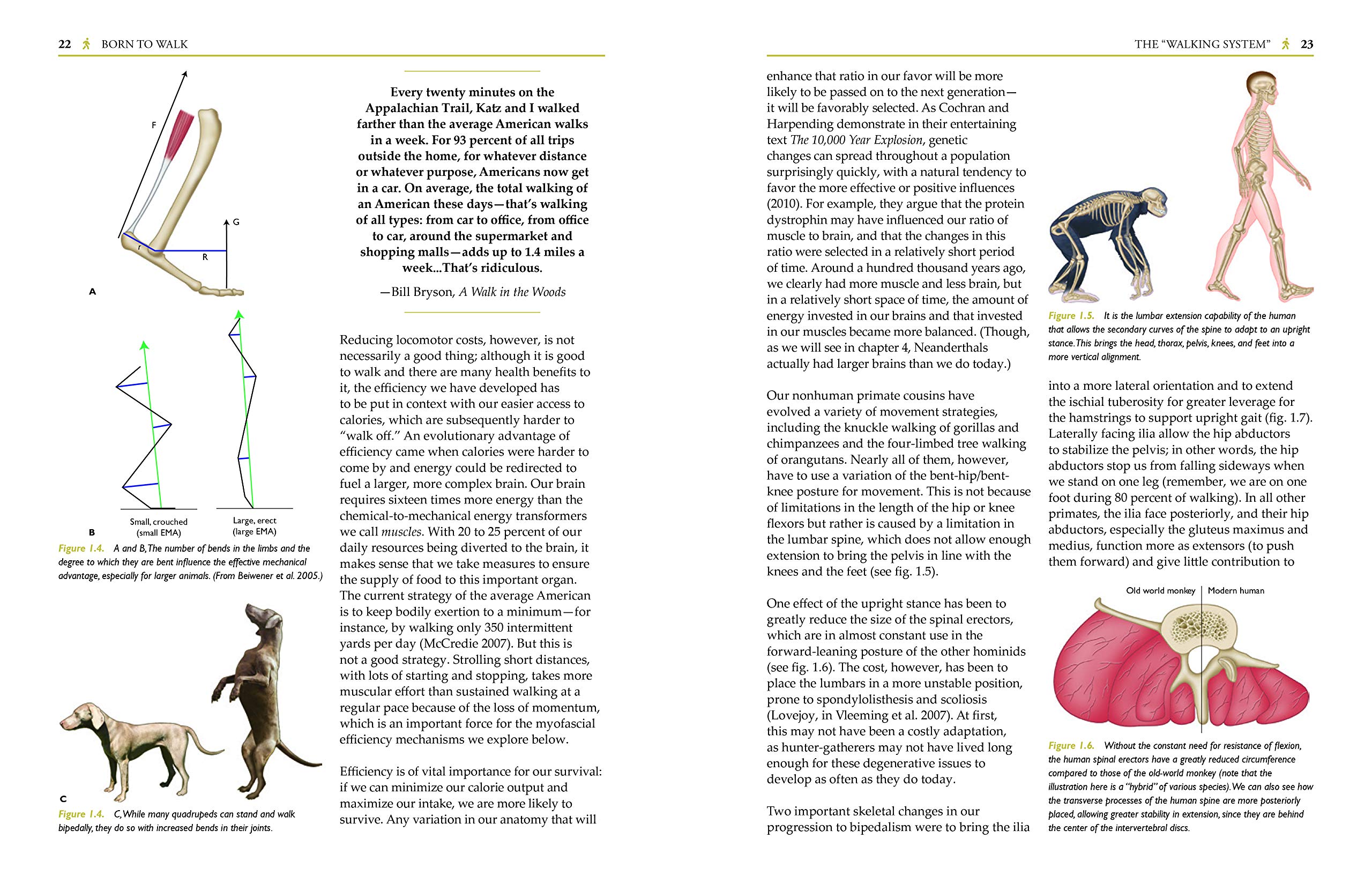 Born to Walk: Myofascial Efficiency and the Body in Movement