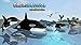 Orca Survival Simulator
