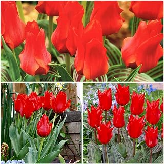 30 x Red Riding Hood - Tulips Dwarf Rockery - Tulip Bulbs for Gardens - Spring Flowering Bulbs - Ready to Plant - (Free P&P) (30 x Tulip Bulbs, RED Riding Hood)