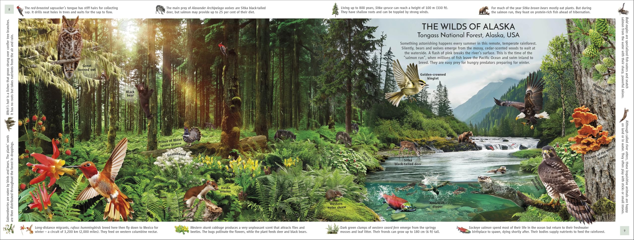 Rainforest: Discover the Extraordinary Life in Earth's Most Delicate Ecosystems (DK Panorama)