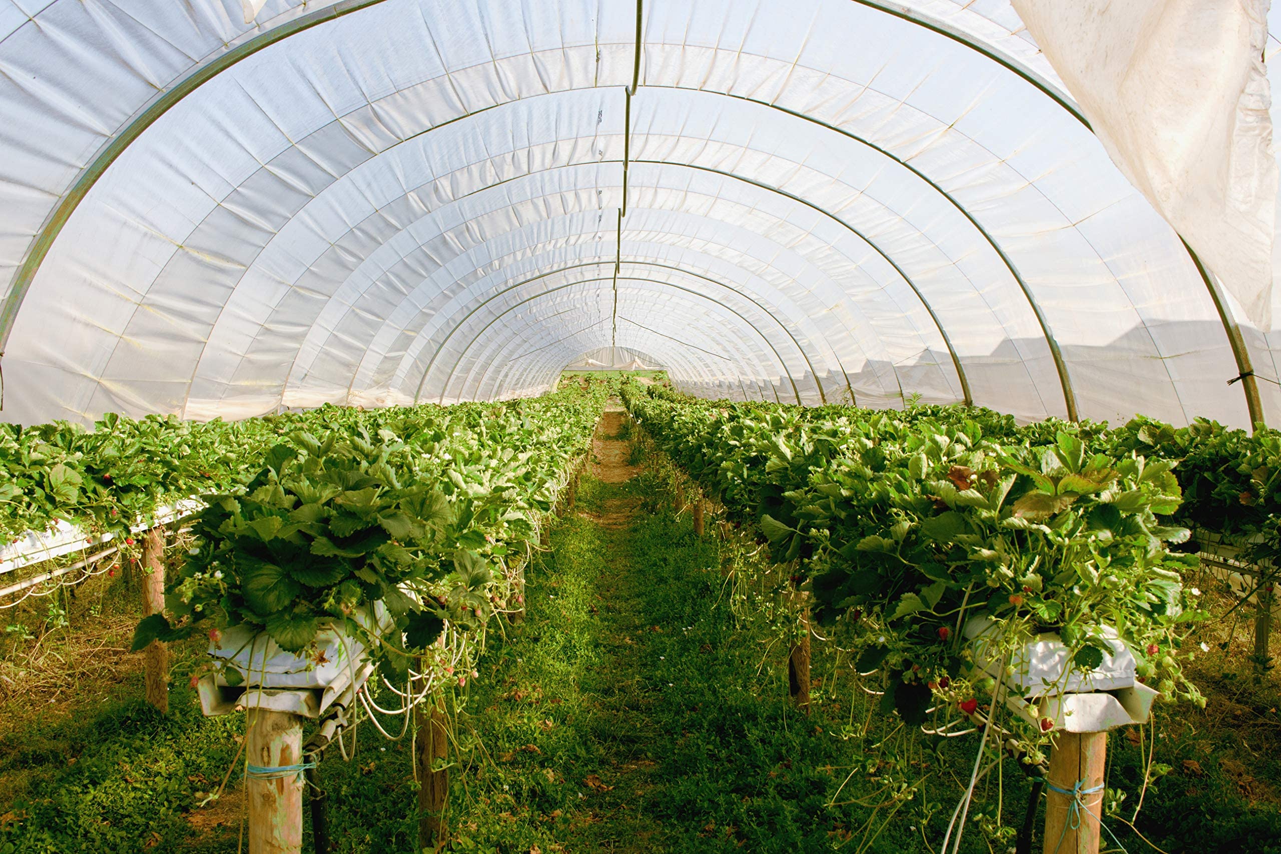1 rollo 4,5 x 25 m pantalla de invernadero jardín de jardín lámina UV pantalla viveros pantalla rejilla pantalla jardín rejilla pantalla Tomate Casa pantalla UV resistente 5 años garantía
