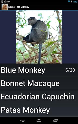 Macaco espécie Trivia Quiz
