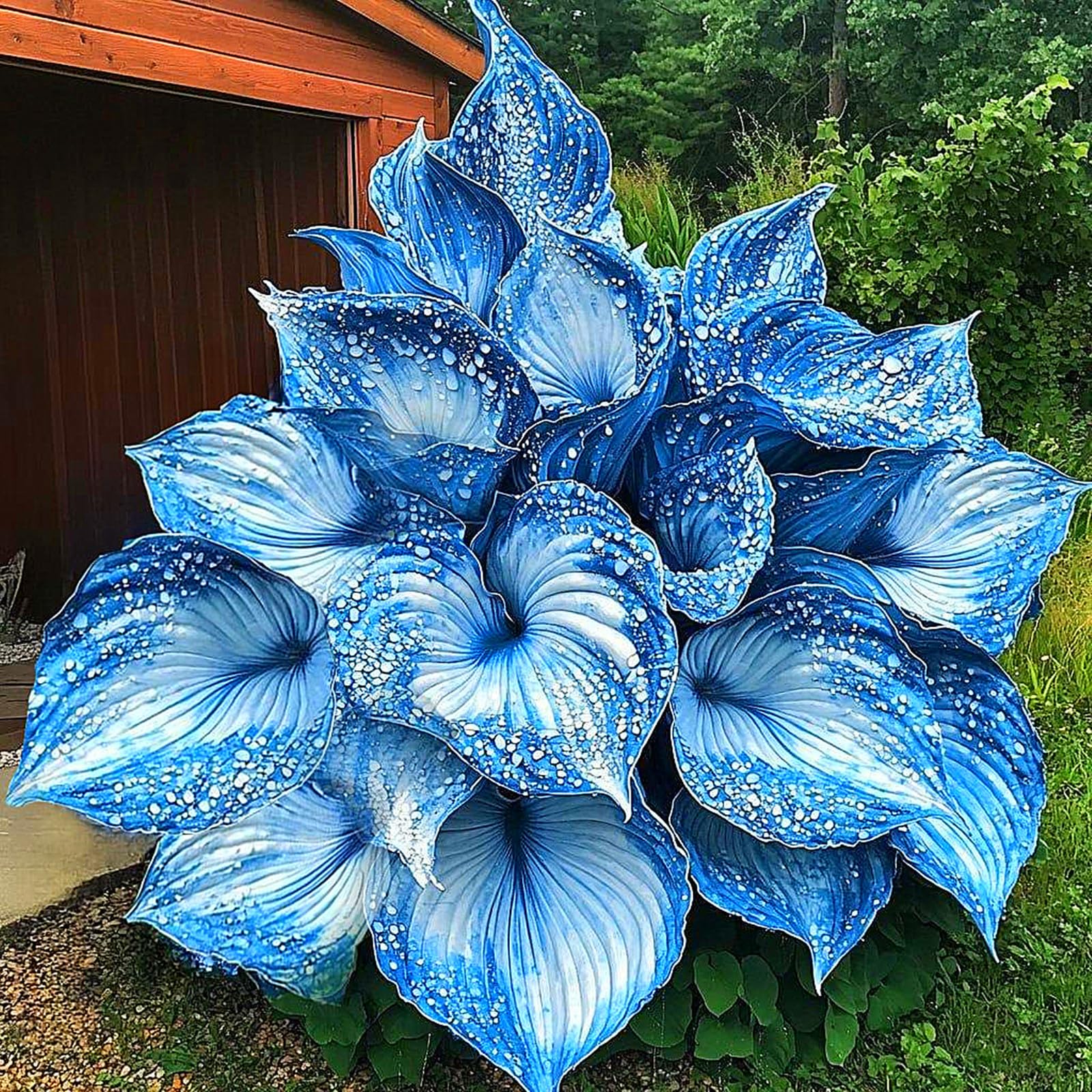 Hosta Bulbs for Planting,Excellent Display,Hosta Mix,Perennial-3bulbs-F