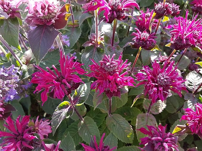 Image Monarda Bee-True - bareroot - Fish or Wildlife Pond and bog Aquatic