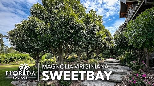 Miniatura 4 de Sweetbay Magnolia Virginiana 3 plantas vivas Flores blancas fragantes, árbol de paisaje versátil, tolerante a la sombra, plantación de humedales,