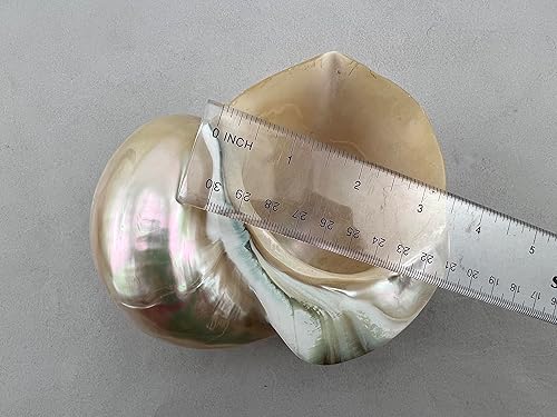 Miniatura 6 de Cangrejo ermitaño de concha turbo perlado blanco muy grande 5"