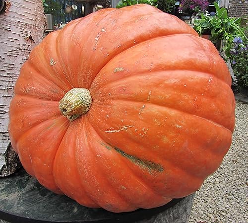 Miniatura 1 de Semillas de calabaza Big Max, sin OMG, 20 semillas