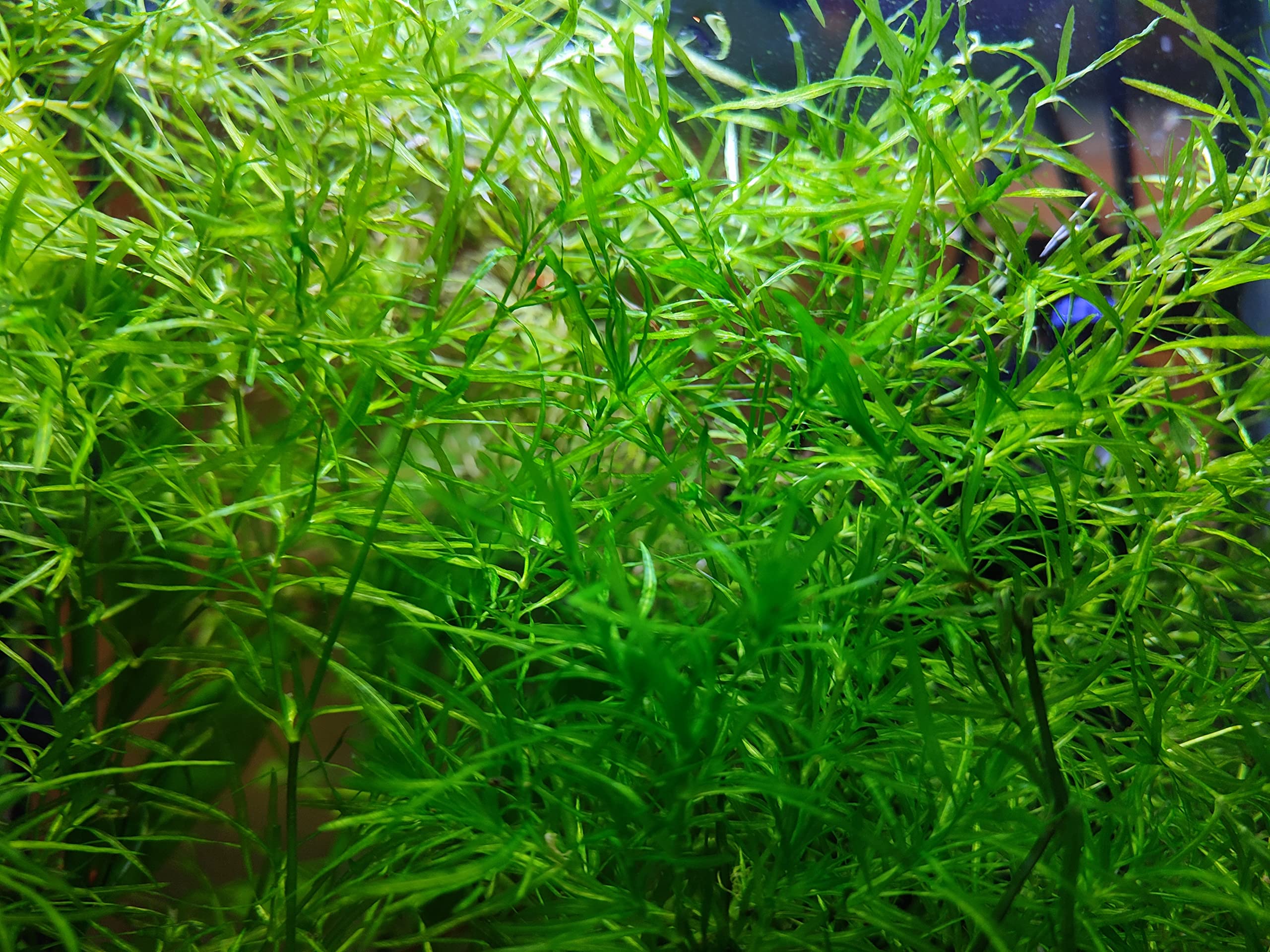 Guppy Grass Najas Guadalupensis - Large Portion - Aquascaping Aquarium Live Plants Shrimp-Safe