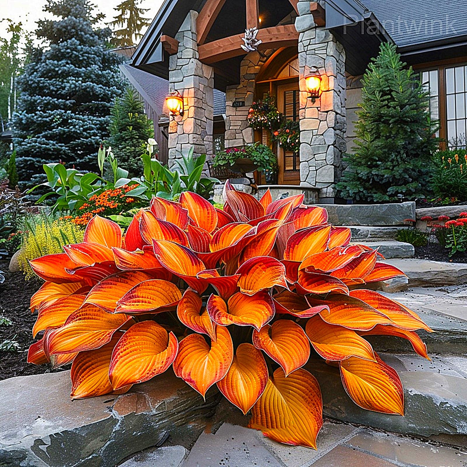 Hosta Bulbs for Planting,Hosta Mix,Excellent Display,Perennial-8bulbs-B