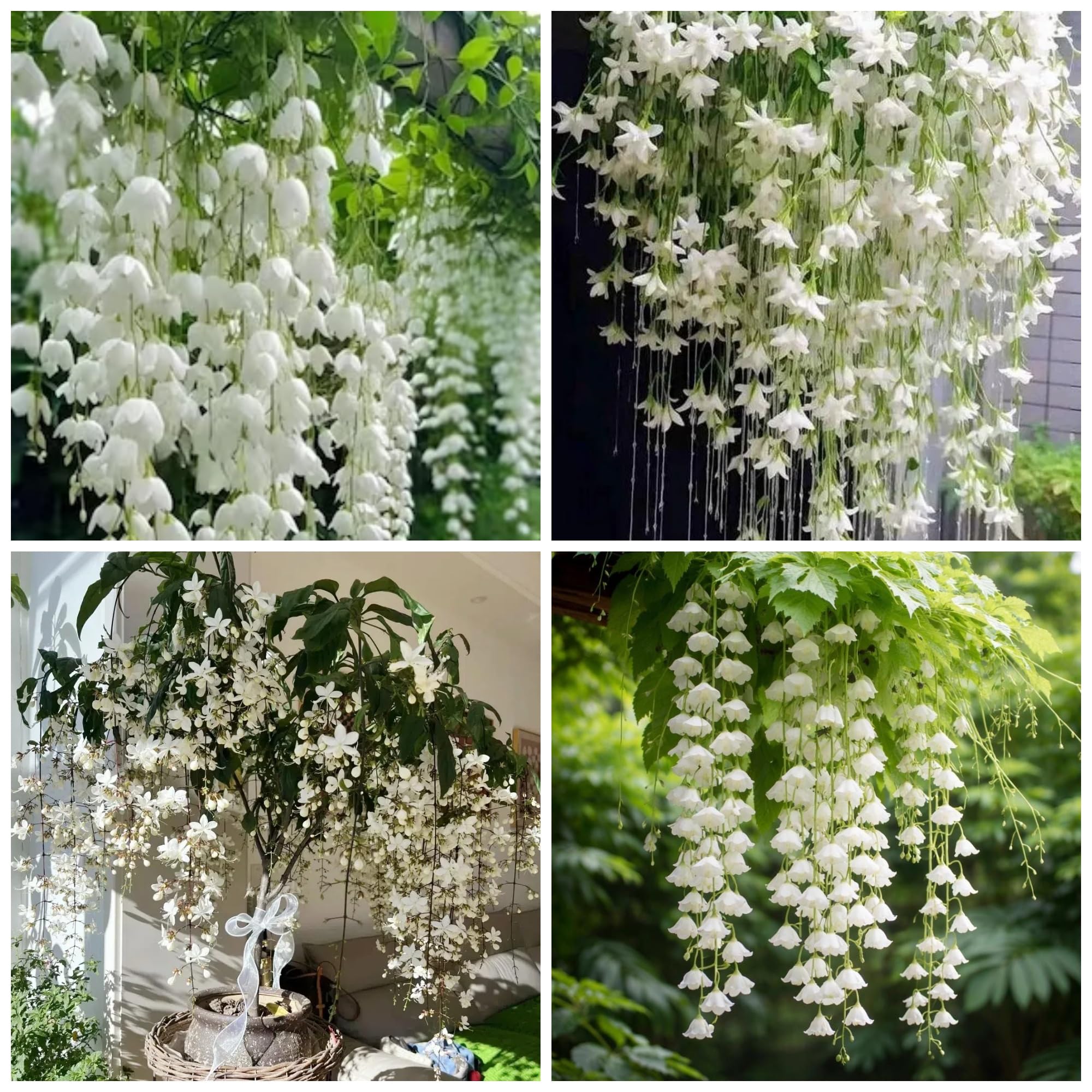 Amazon.com : 300+ Exotic Climbing Jasmine Flower Seeds for