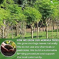 Vista 5 de TOG999, 60 bolsas de té de hoja de moringa premium, 100% natural y puro. Té de hierbas de moringa de hojas sueltas. Sin azúcar, sin cafeína, sin