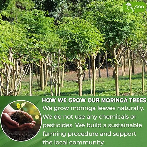 Miniatura 5 de 60 bolsas de té de hoja de moringa, 100% natural y puro de hojas de moringa. Té de hierbas de moringa de hojas sueltas. Té de hoja de moringa. Sin