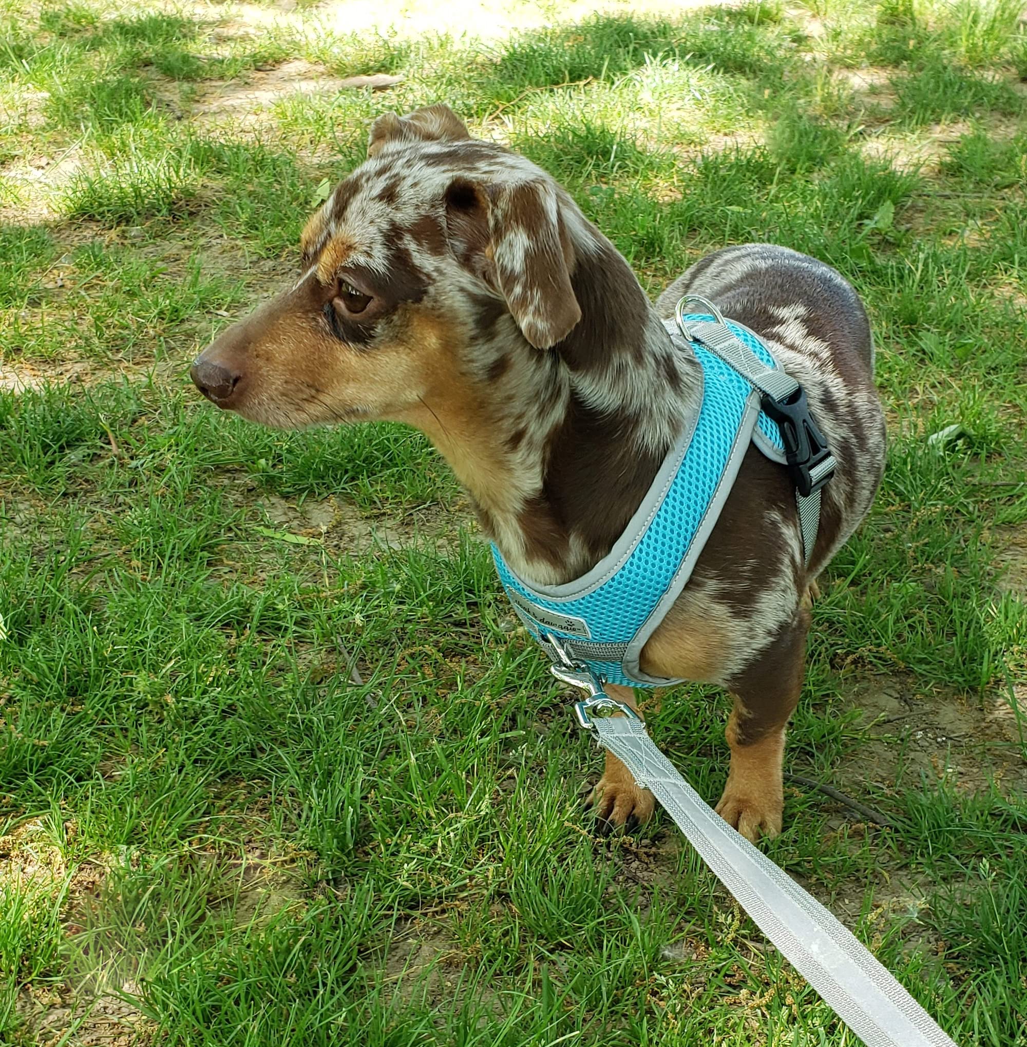 Precision Snap N Go - Arnés deportivo de malla resistente para perro, 7-70 libras, chaleco fácil de poner, chaleco ajustable XS a XL, chaleco suave para caminar, extra grande, turquesa