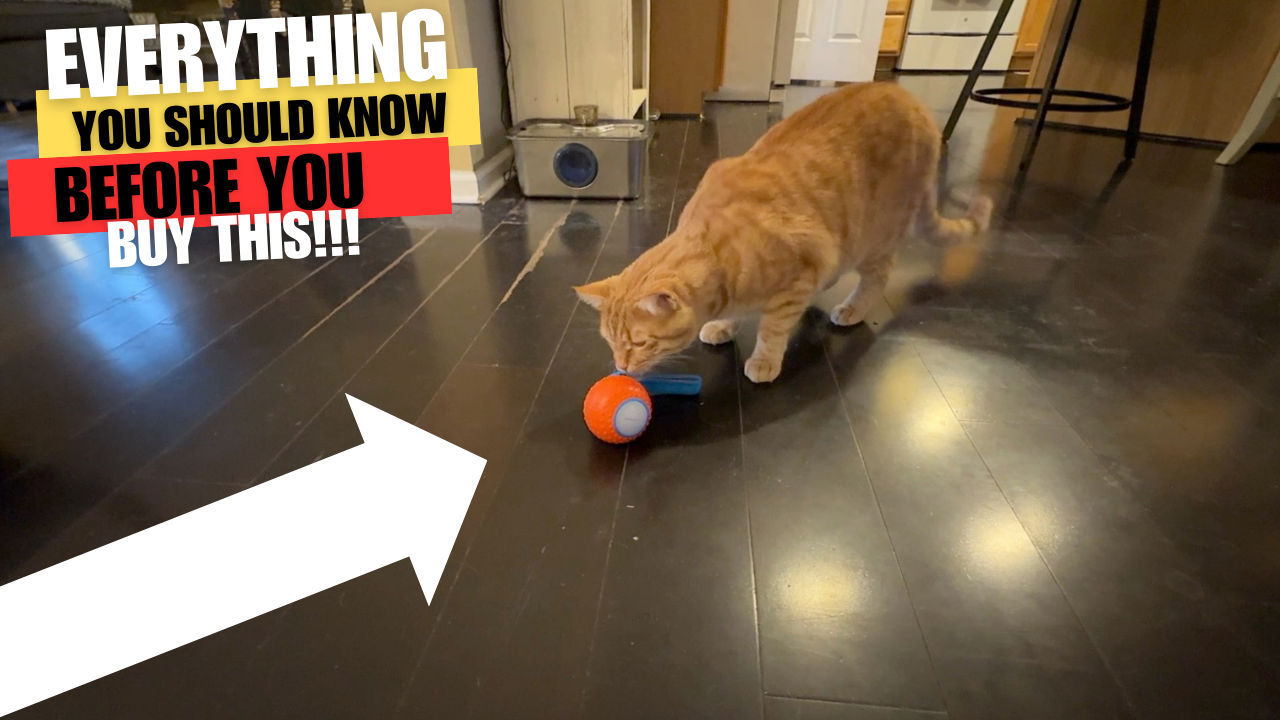 Watch EVERYTHING to know BEFORE you buy this pet toy ball... on Amazon Live