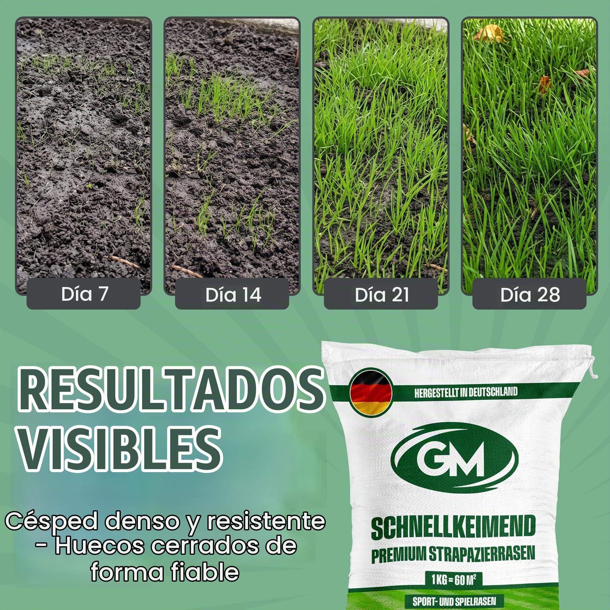 GroundMaster Semillas de césped para jardín resistente y duradero de primera calidad. Disponible en varios tamaños.