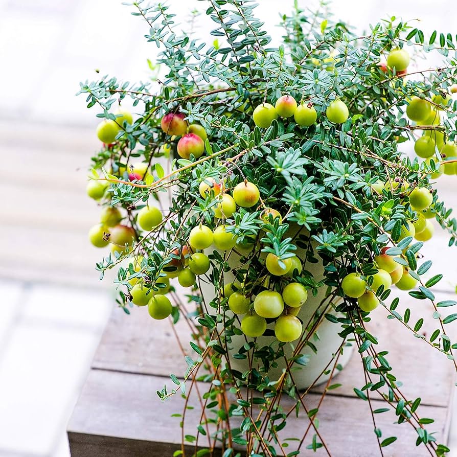 ベルもも購入専用 楽天市場】メタルバックル ナローレザーベルト 本革 レザー