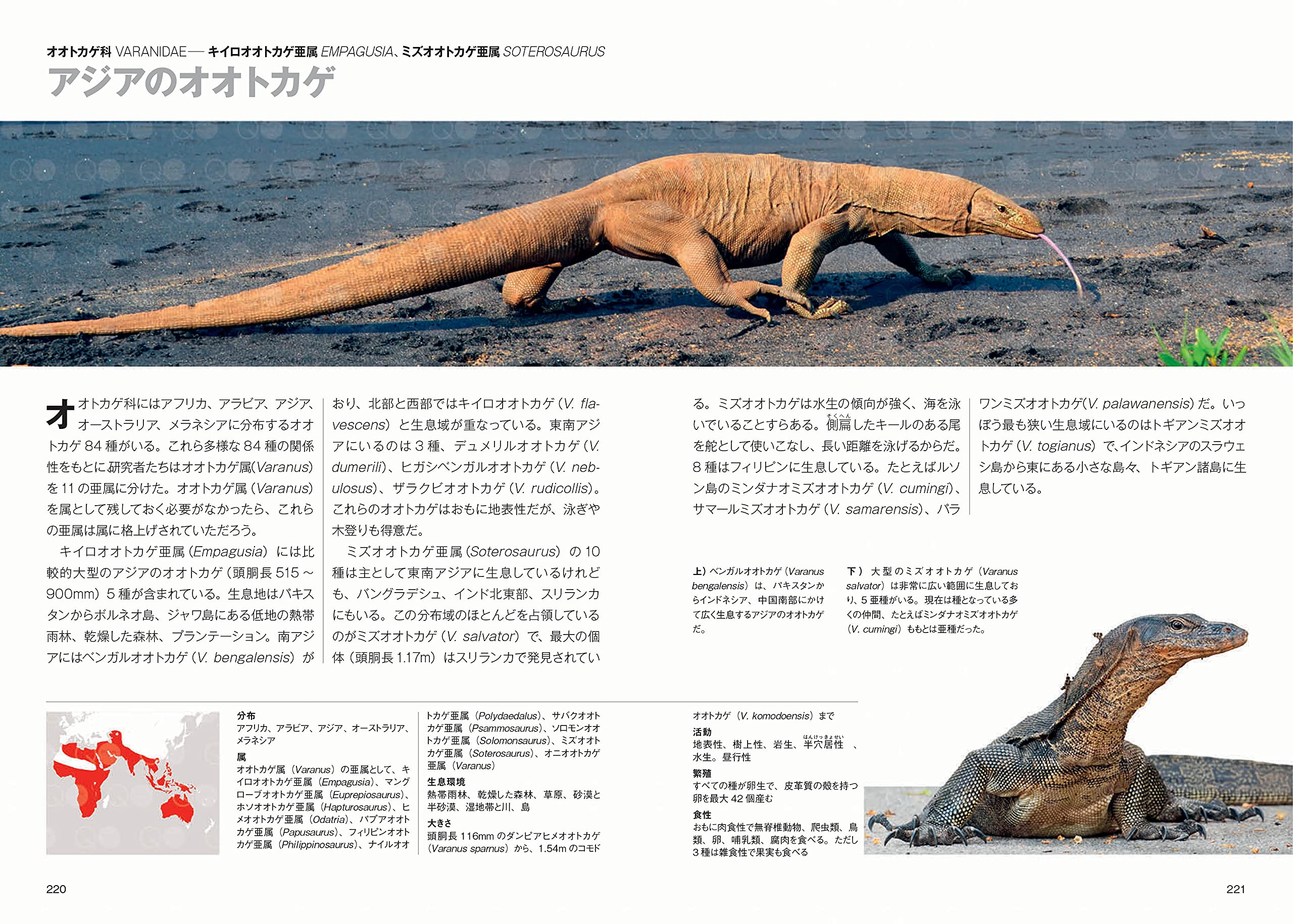 トカゲ大全 Lizards Of The World マーク オシー 冨水 明 海老沼 剛 本 通販 Amazon トカゲ大全 Lizards Of The World マーク オシー 冨水 明 海老沼 剛 本 通販 Amazon