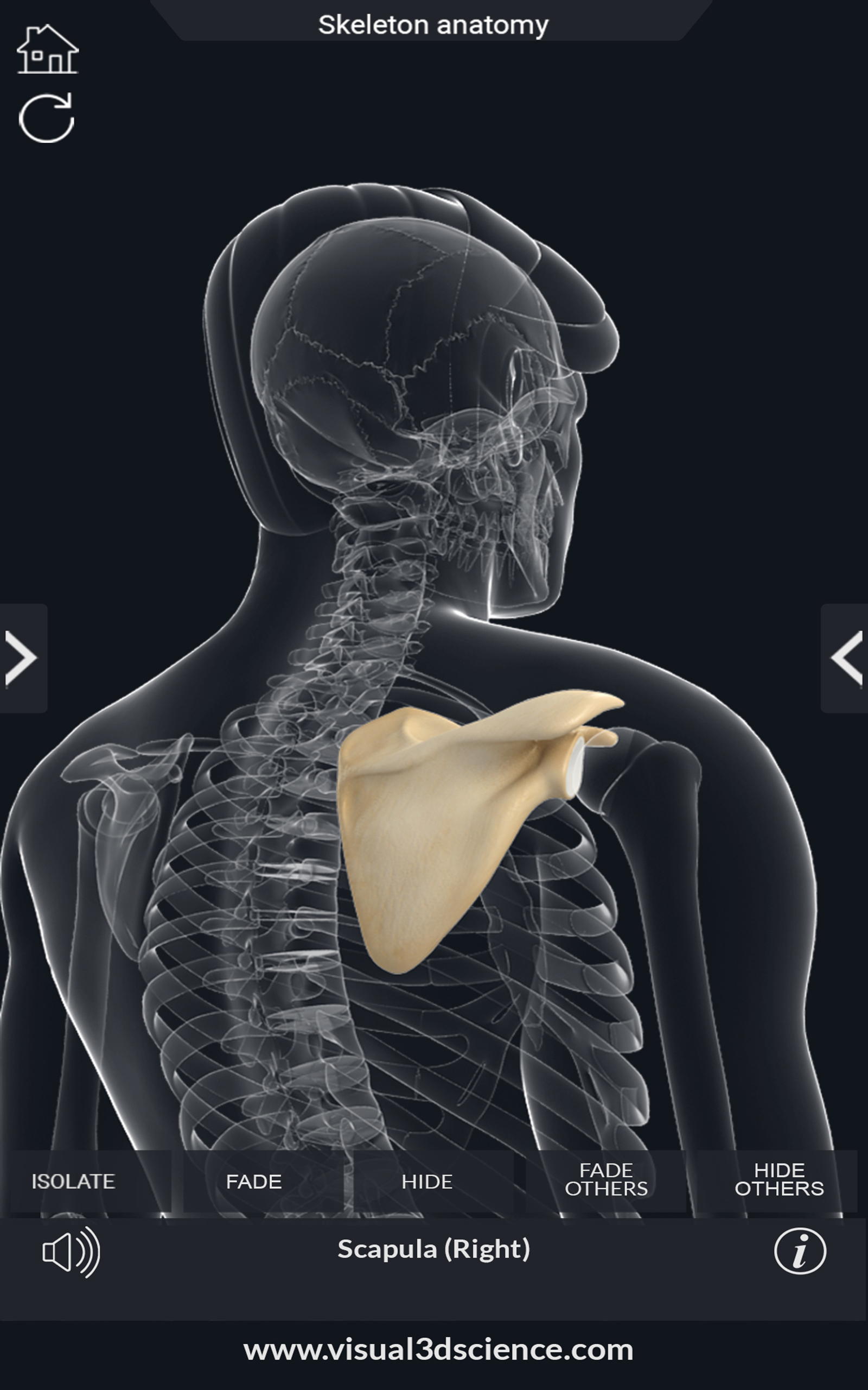 My Skeleton Anatomy-Amazonアプリストアのアプリ