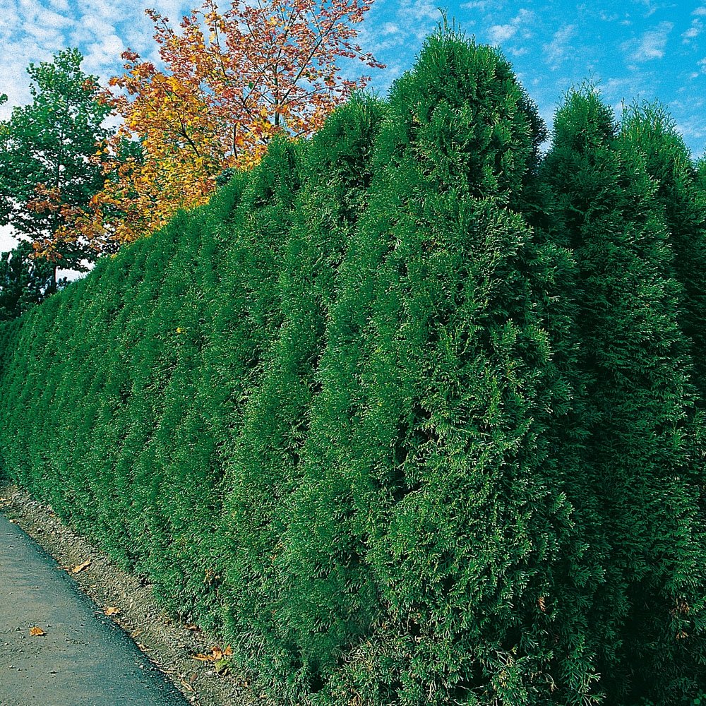 Thuja Smaragd Occidentalis - Lebensbaum winterhart & pflegeleicht -  Thujen-Hecke als Sichtschutz - Heckenpflanze 20-30cm - 1 Pflanze im  Topfballen von Garten Schlter - Pflanzen in Top Qualitt : Amazon.de:  Garten
