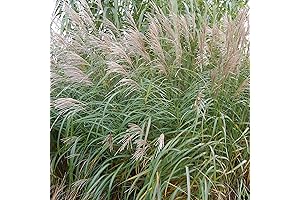 YEGAOL Garden Hardy Miscanthus Seeds: A Captivating Ornamental Grass for Your Landscape
