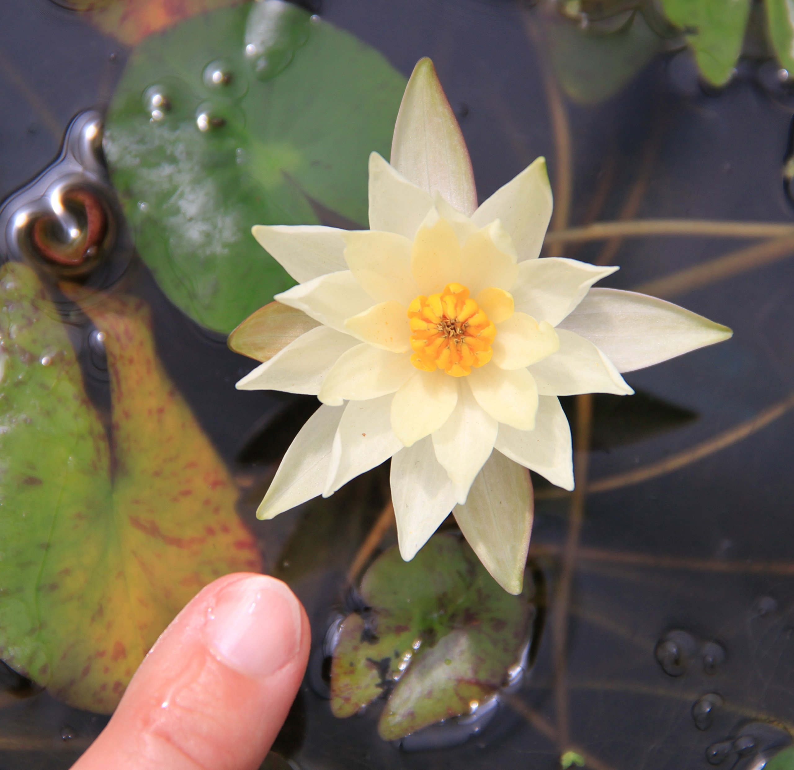 Nymphaea Pygmaea 'Helvola' - Zwergseerose, gelb - fertig im PFLANZKORB - QUALITÄTSSTAUDE