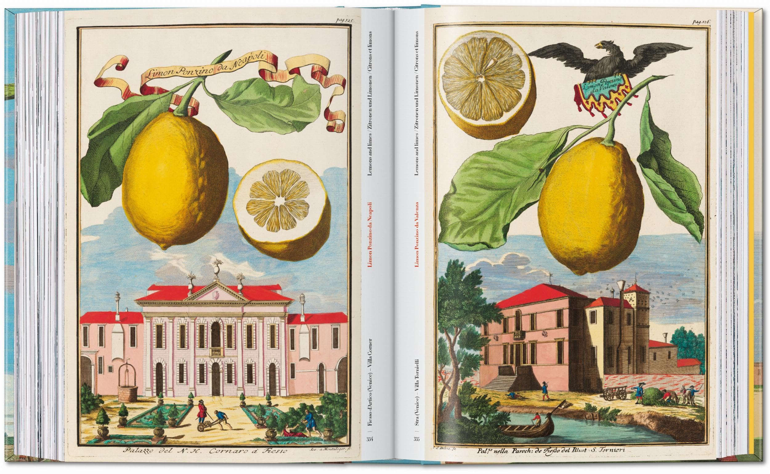 J.C. Volkamer: The Book of Citrus Fruits. 45th Ed.