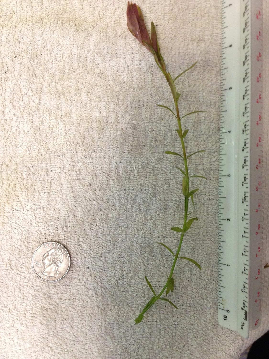 6 Rotala Indica (Rotundifolia), Live Aquarium Stem Plant