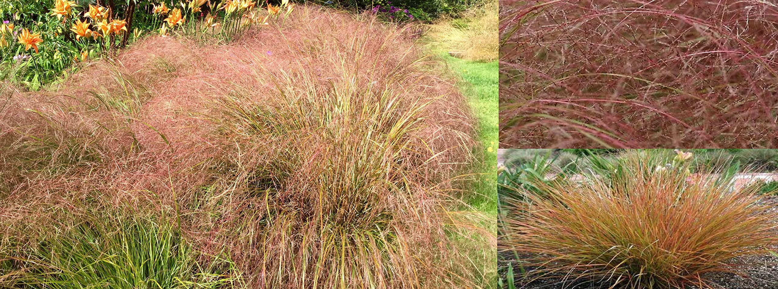Pheasants Tail Ornamental Grass Stipa Arundinacea 50 Seeds Same Day Dispatch