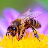 Bee sounds Bee Sounds