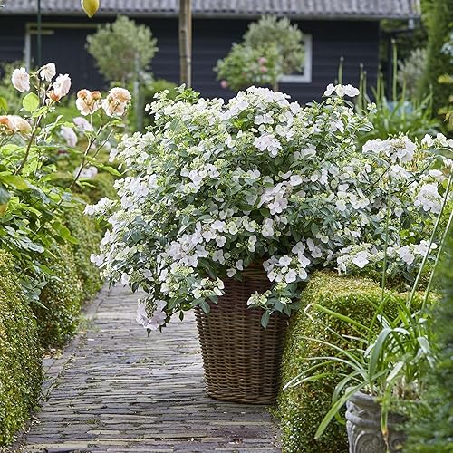 Miniatura 9 de Arbusto de novia Proven Winners Hydrangea Fairytrail de 0.07 oz