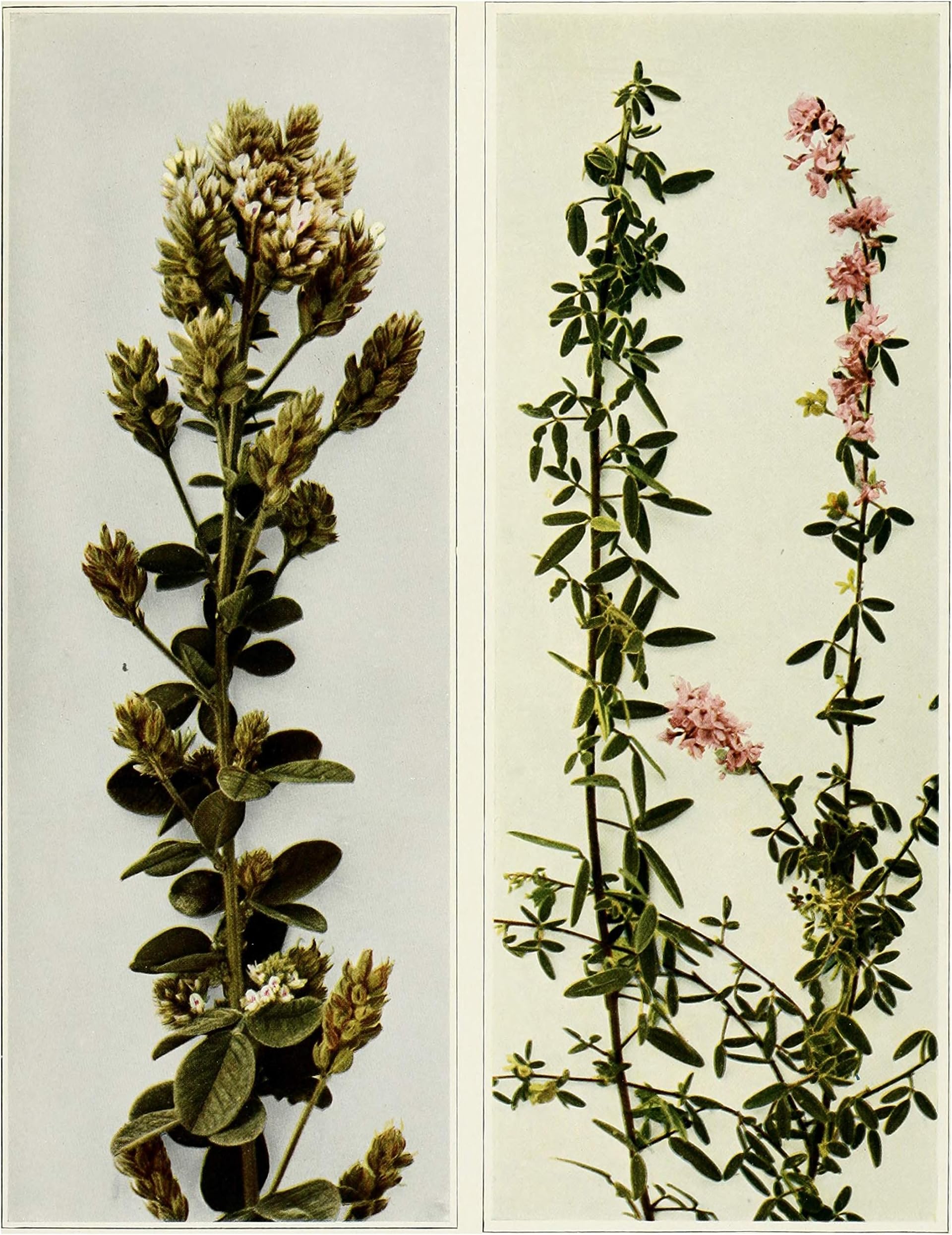 Hairy Lespedeza (Lespedeza hirta), Seed Packet, True Native Seed