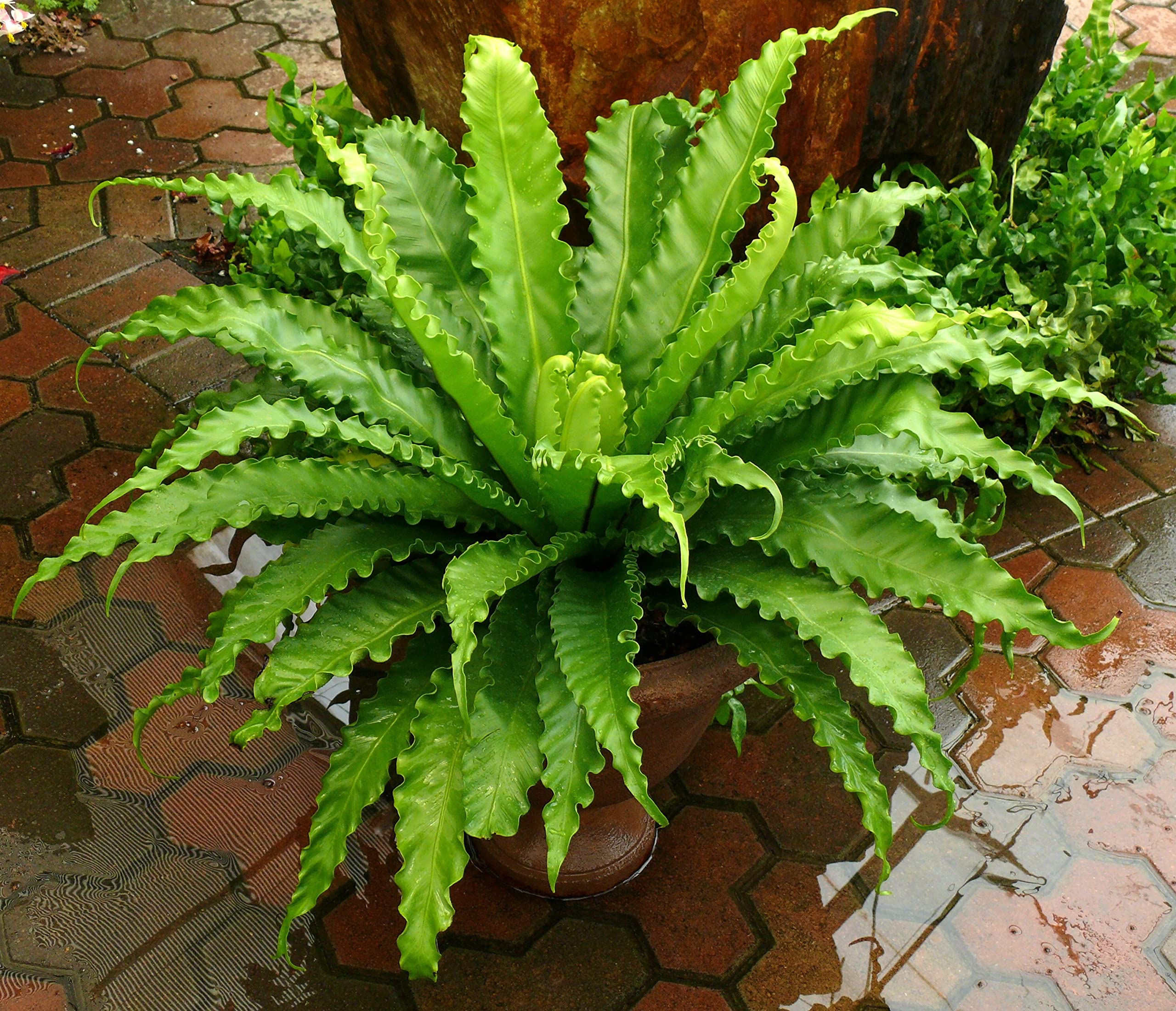 Amazon.com : Victoria Japanese Birdsnest Fern - Live Plant in a 6 Inch Pot  - Asplenium Nidus Antiquum 'Victoria' - Rare and Exotic Ferns from Florida  : Patio, Lawn & Garden
