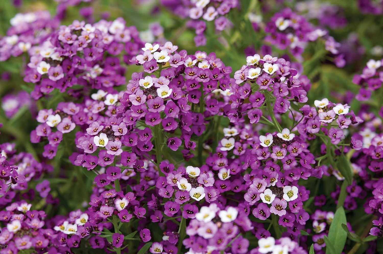 Burpee Royal Carpet Alyssum Seeds 2500 seeds