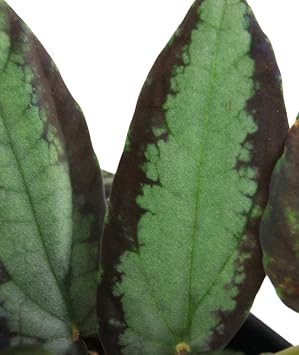 Pellionia repens