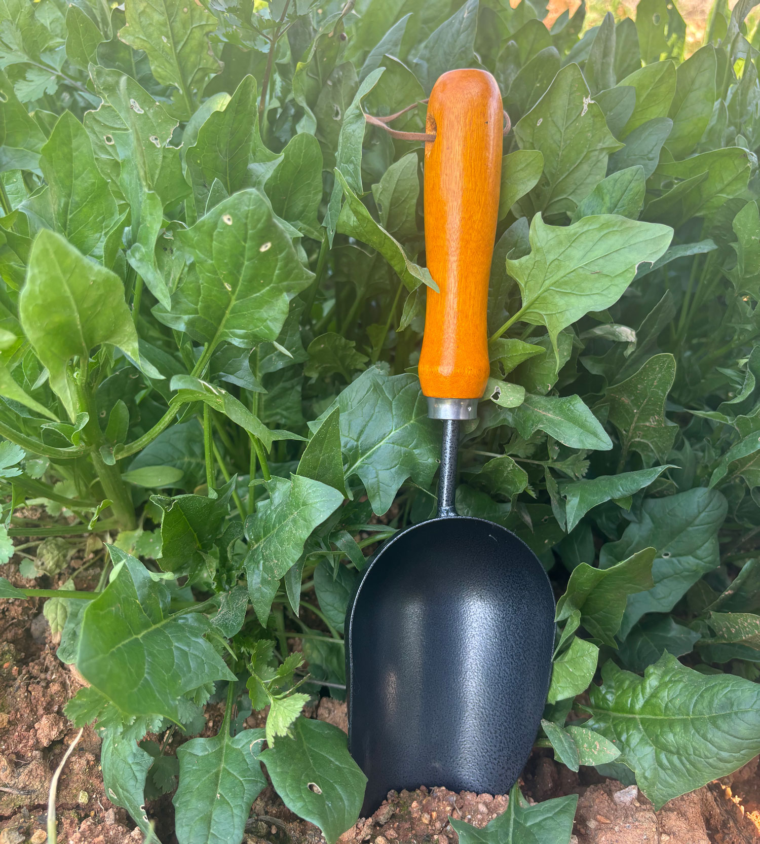 Palita de Jardín 12.6’’ con Mango de Madera y Acero Inoxidable miniatura 7