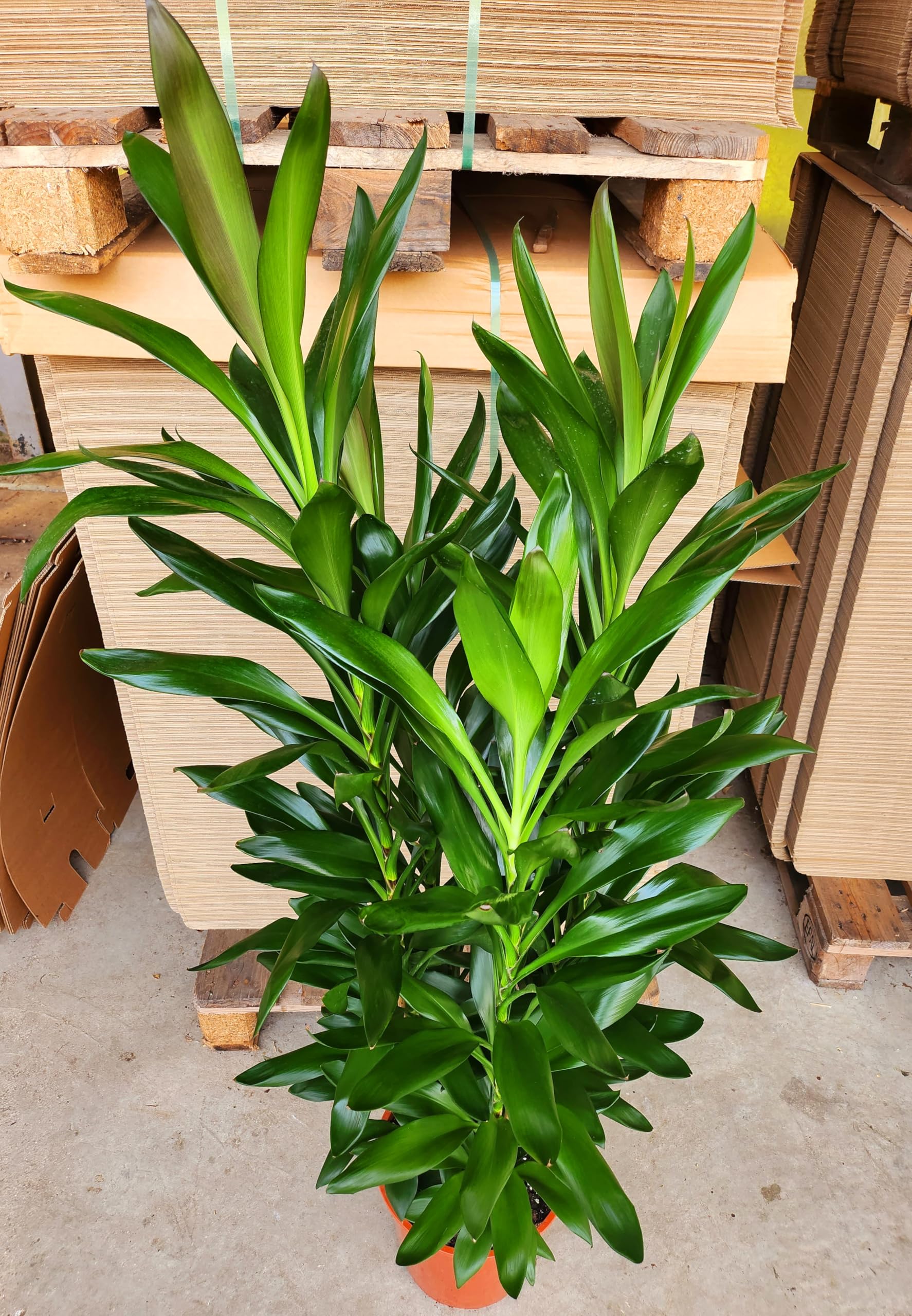 POWERS TO FLOWERS - DRACENA CORDILINE VERDE XXL, VASO 24CM, pianta da interno, pianta vera