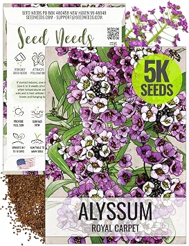 Seed Needs Royal Carpet Alyssum Seeds for Planting - Heirloom & Untreated - Tender Perennial Flowers to Attract Pollinators to Rock Gardens, Pots, Containers & Window Boxes 1 Pack
