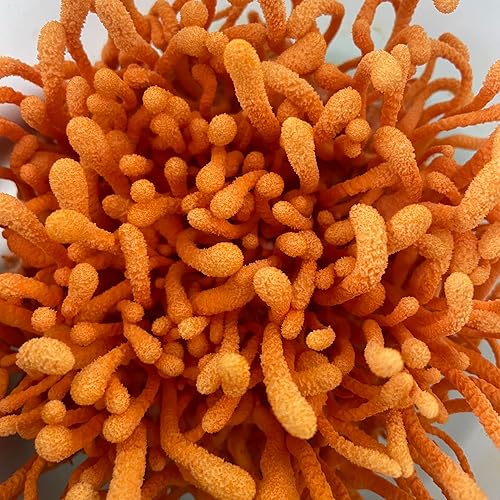 Miniatura 5 de Hodgins Harvest Melena de león orgánica + tintura Cordyceps  Fabricado con hongos cultivados en nuestra granja en los Estados Unidos  Extracto dual