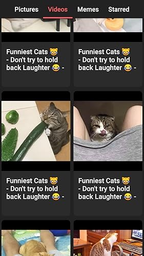 Cute Cats - Pictures, Videos & Memes