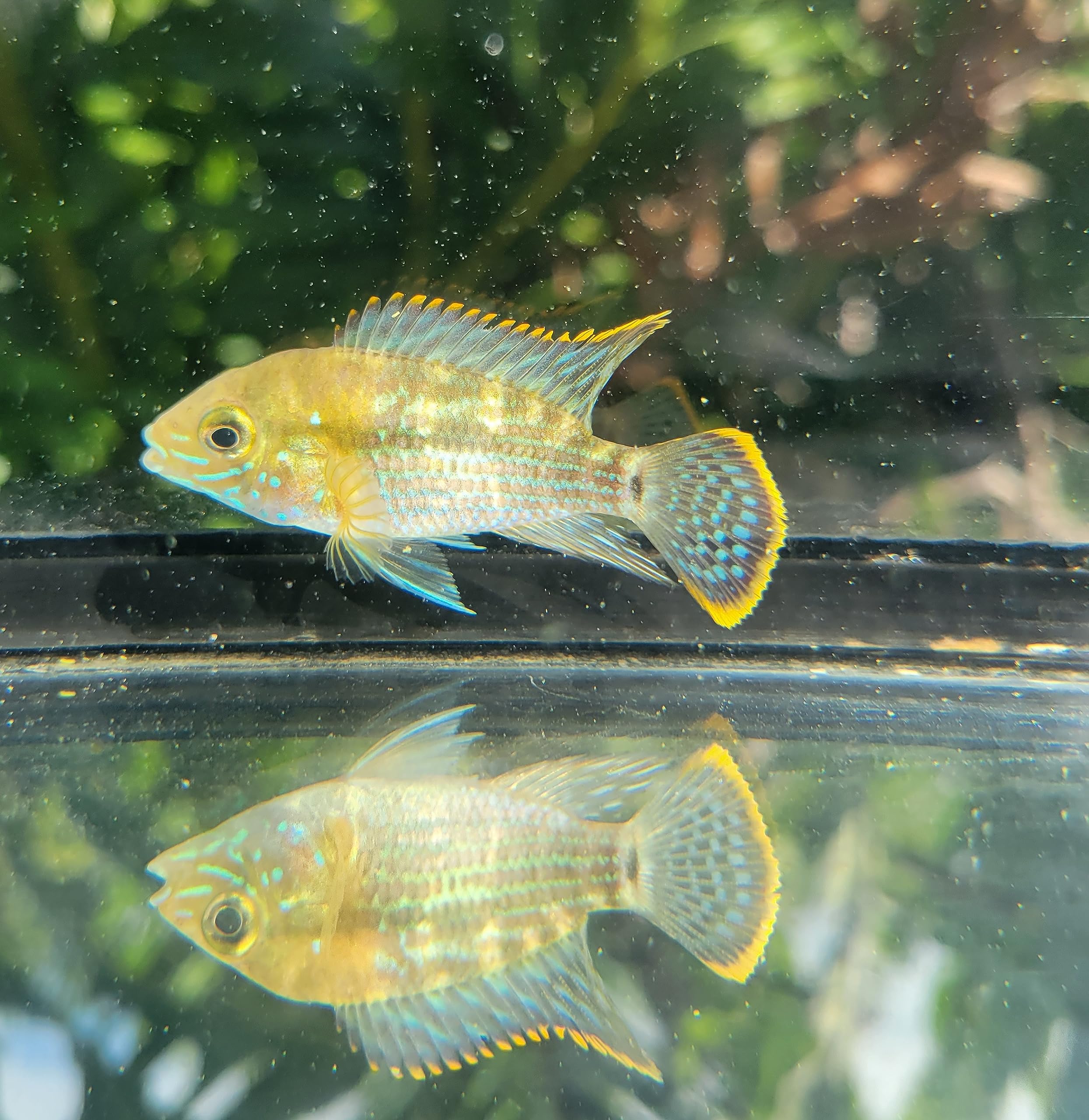 Green Terror- Medium- Aequidens rivulatus