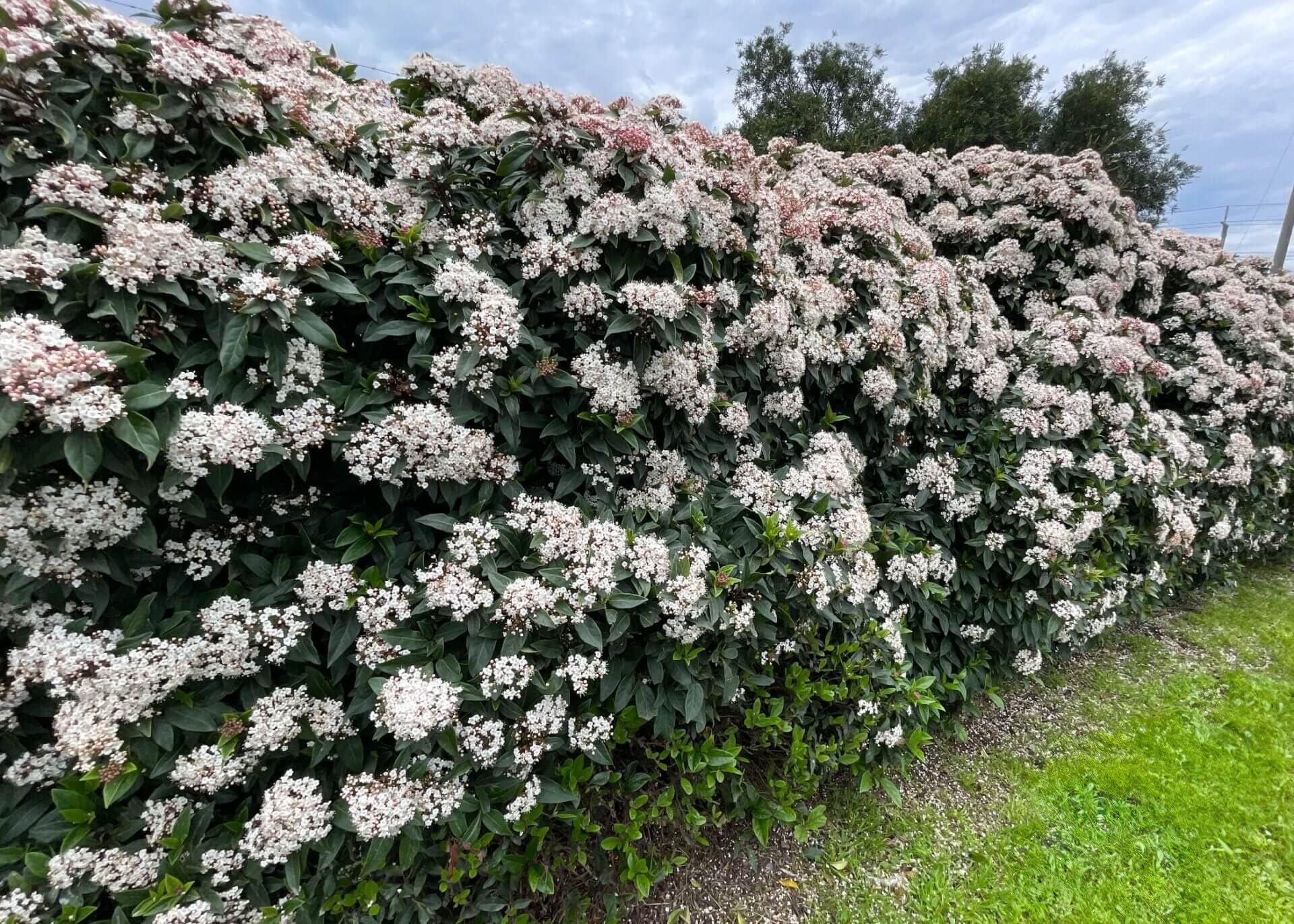Viburnum Tinus Lentaggine - Pianta Sempreverde Da Siepe In Vaso ø9cm - Foto 4