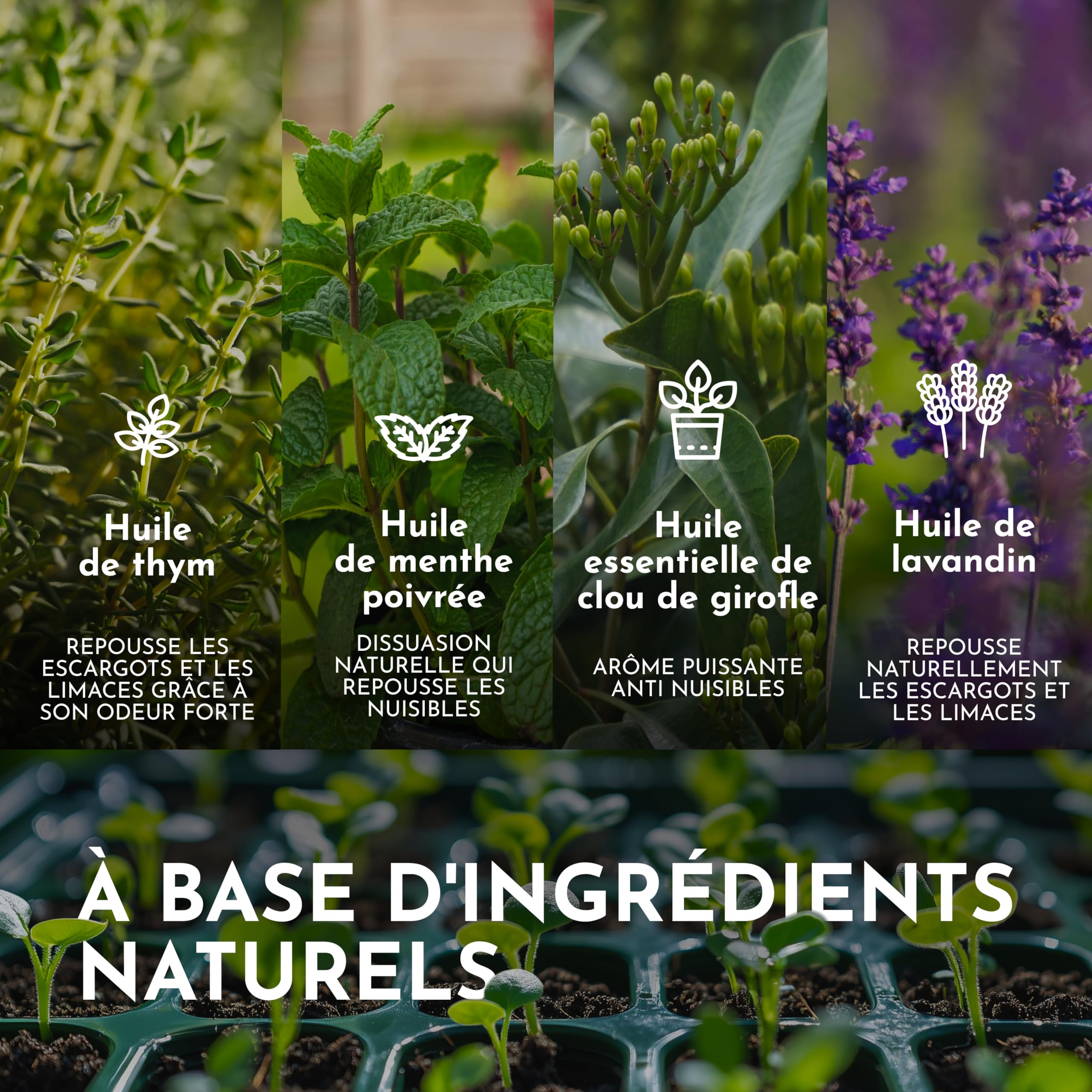 Thym Spray Anti Limaces et Escargots Jardin, Plante, Fleur -500ml- Non Tachant - Usage Intérieur & Extérieur - Répulsif Limace Escargots aux Huiles Essentielles Naturelles