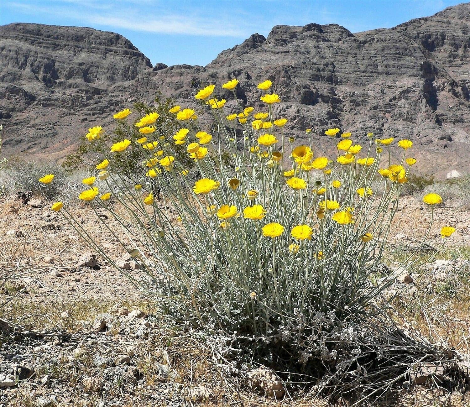 Amazon.com : Yellow Desert Marigold Baileya Multiradiata Showy Drought  Daisy Flower Jocad (500 Seeds) : Patio, Lawn & Garden