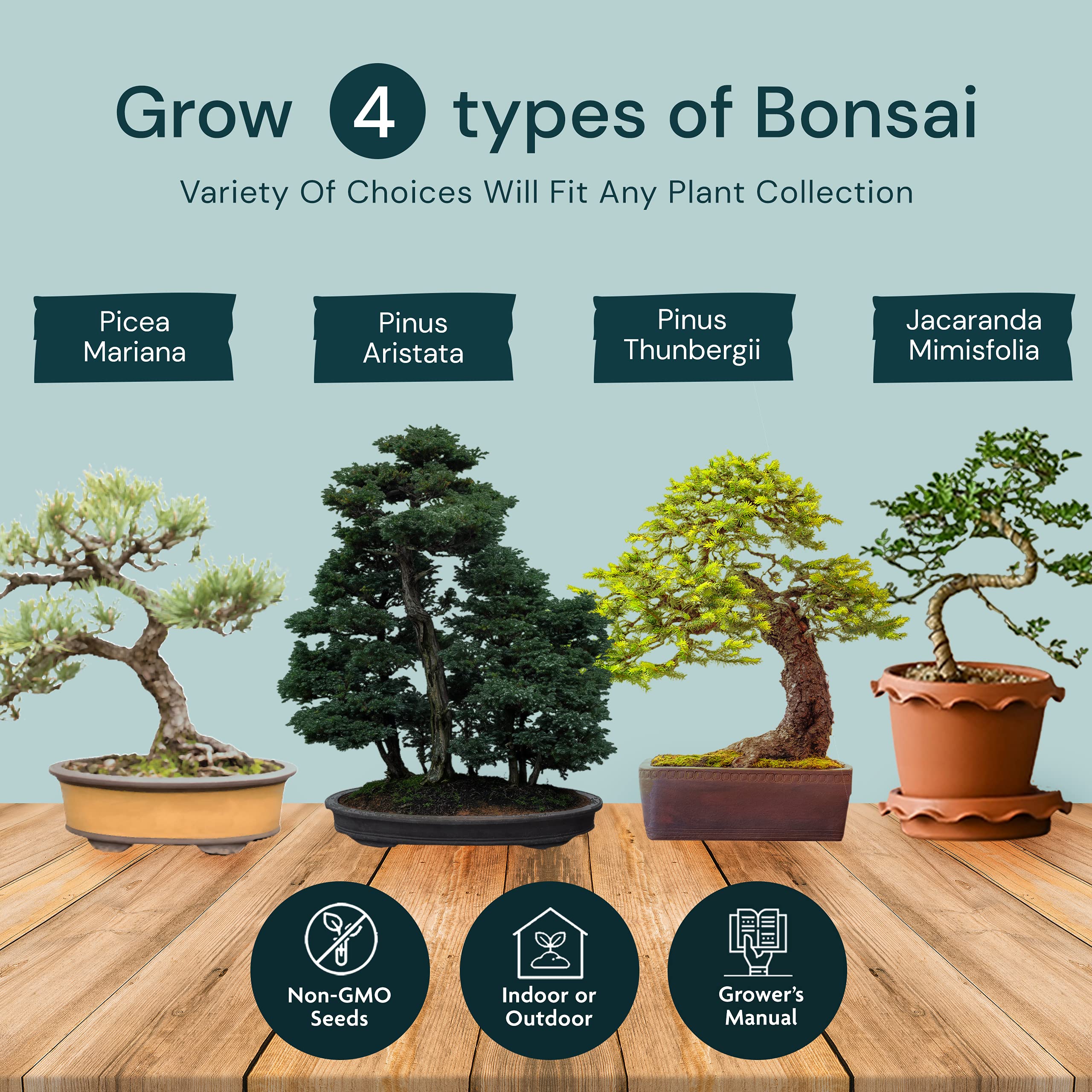 Nature's Blossom Bonsai Tree Kit Outdoor & Indoor Garden Kit with