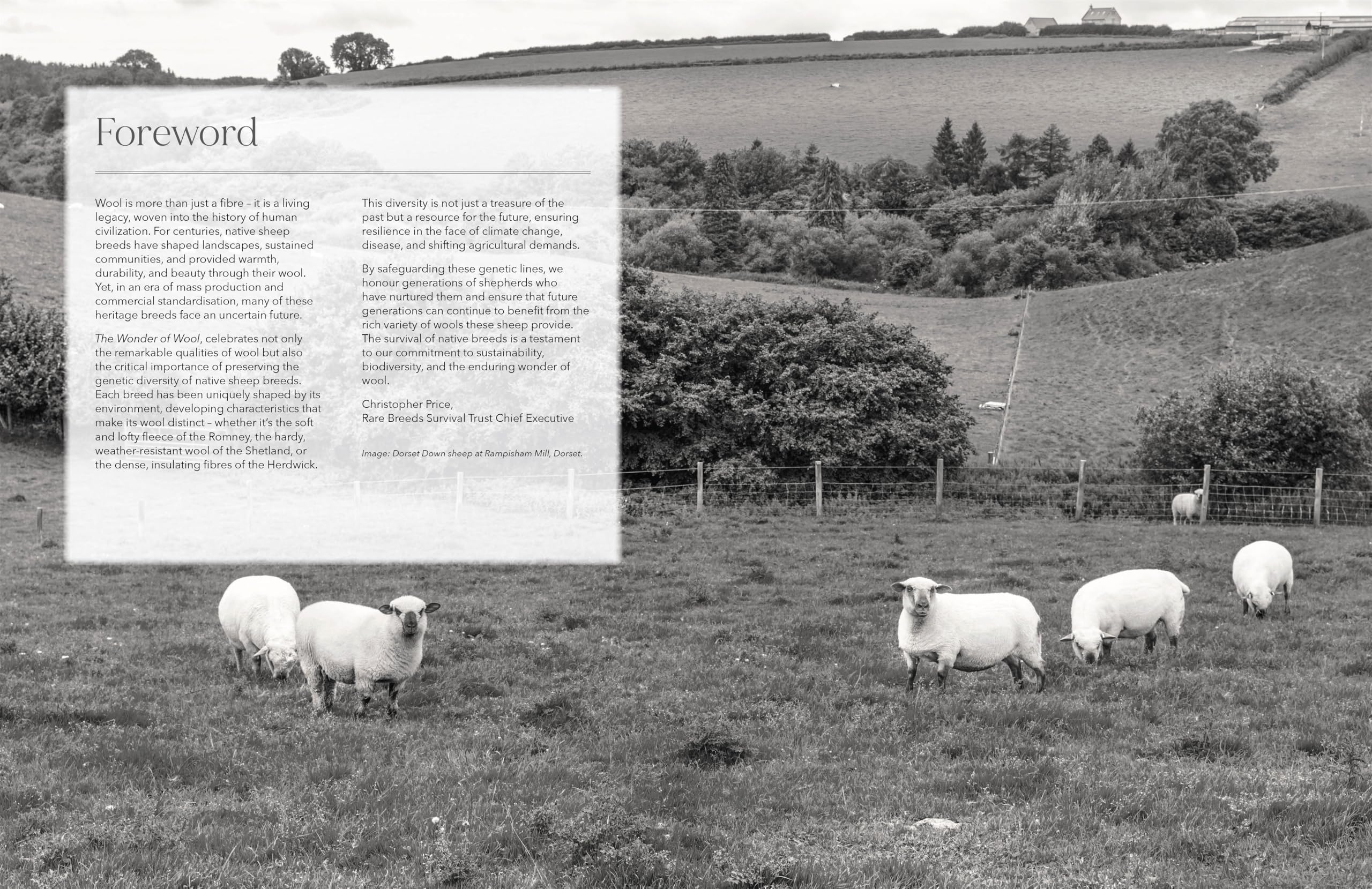The Wonder of Wool: A knitter's guide to pure breed sheep