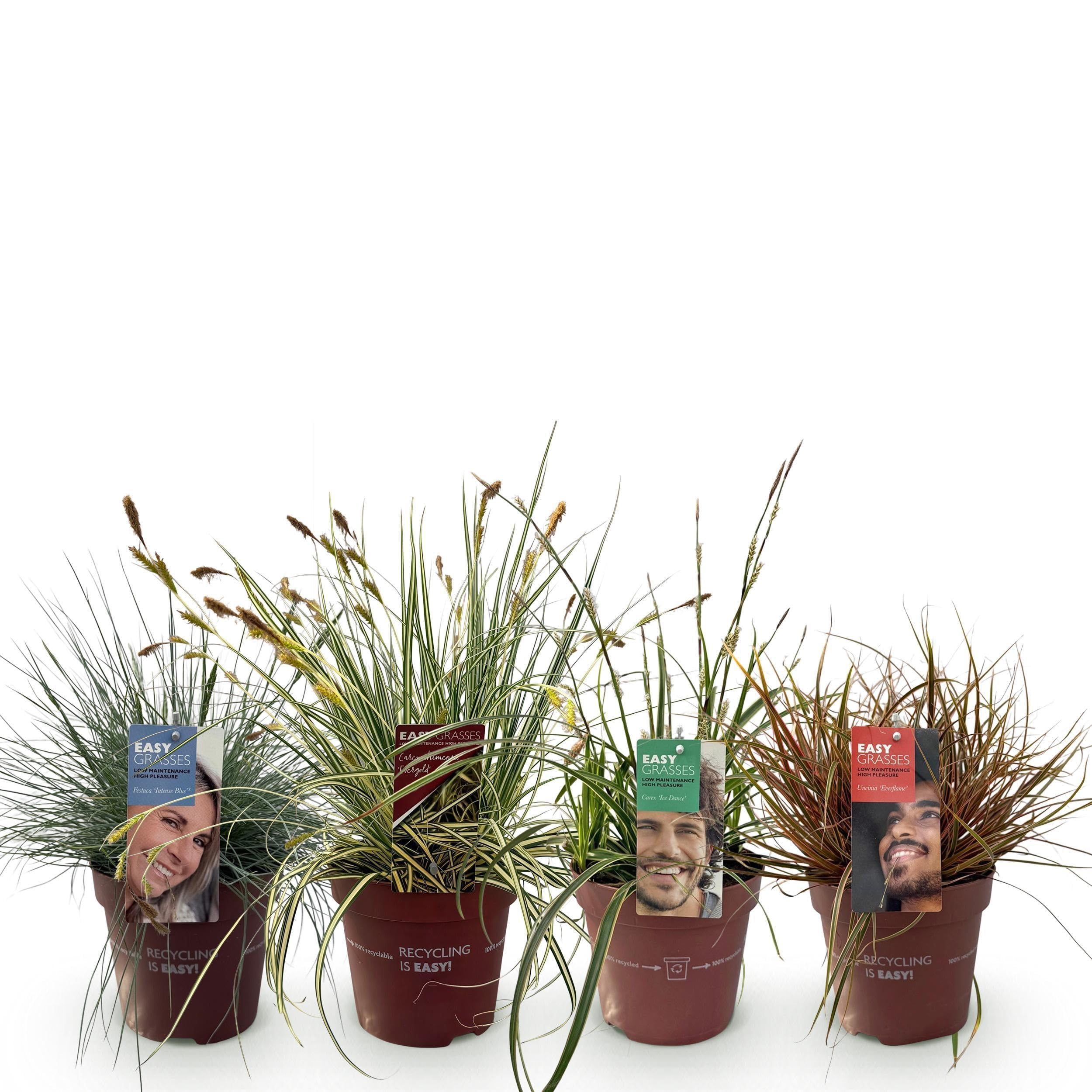 Graminées ornementales plante de jardin bleu rouge jaune persistant 40-50cm