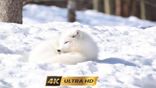 Wild Arctic Relaxation ScreenSaver for TV, Apple TV, PC