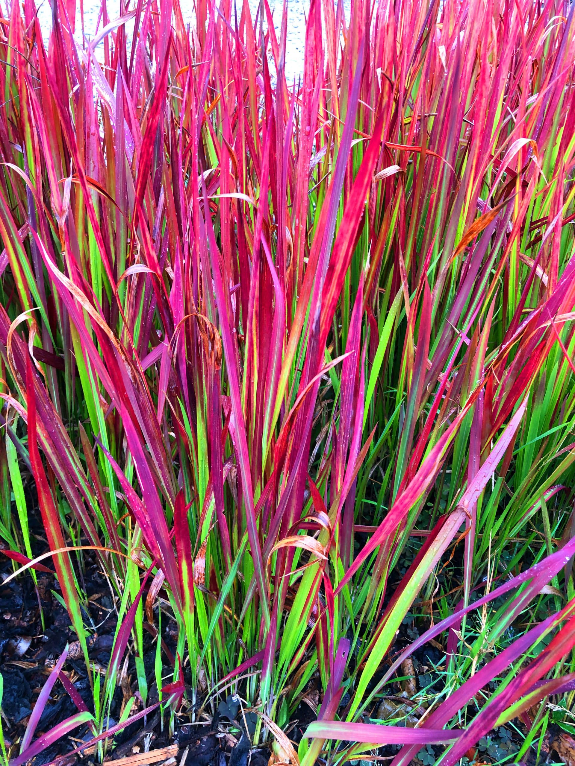 6 x Imperata cylindrica ‘Red Baron’ – Imperata cylindryczna 'Red Baron' - doniczce 9 x 9 cm