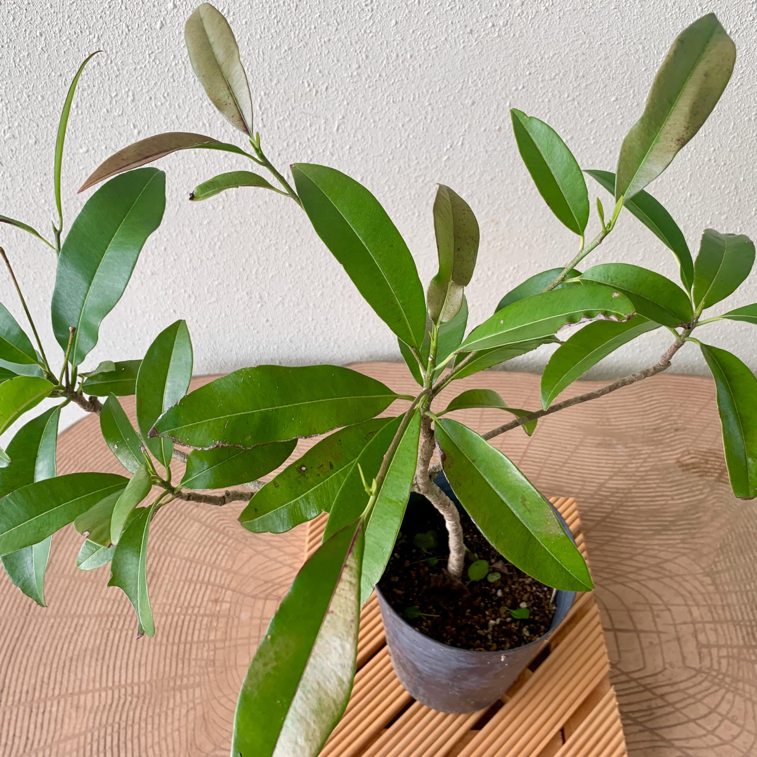 700〓超希少Salacia laevigata 熱帯果樹 実生 700〓超希少Salacia laevigata 熱帯果樹 実生