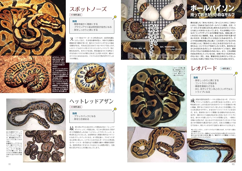 sheepさま　専用　95年8月号とまとめて8冊 8108xaR5vWL._UF350,350_QL50_.jpg